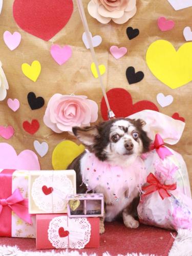 20230223チョコちゃん